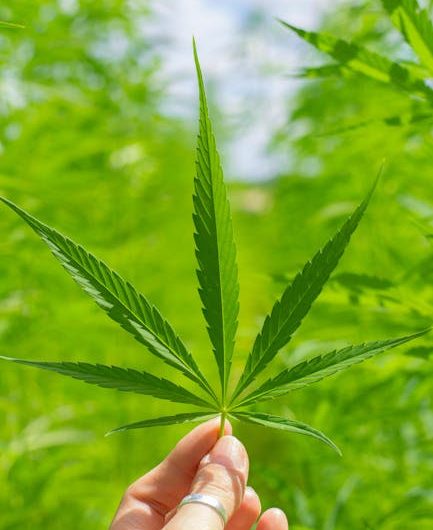 Vila Nova de Gaia Online Hashish Service