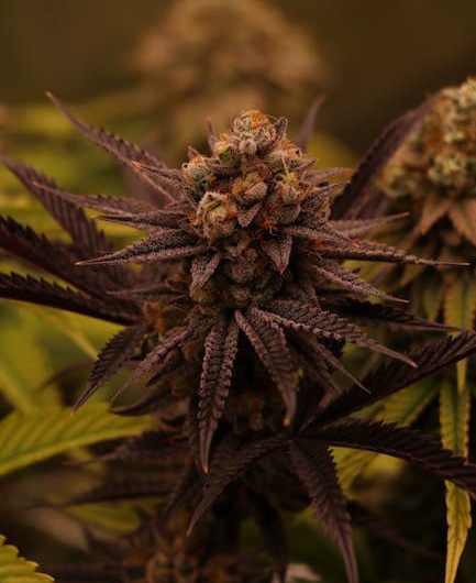 The Dutch Cannabis Landscape