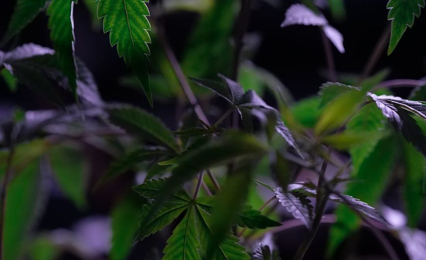 Looking to purchase premium weed in Graz?