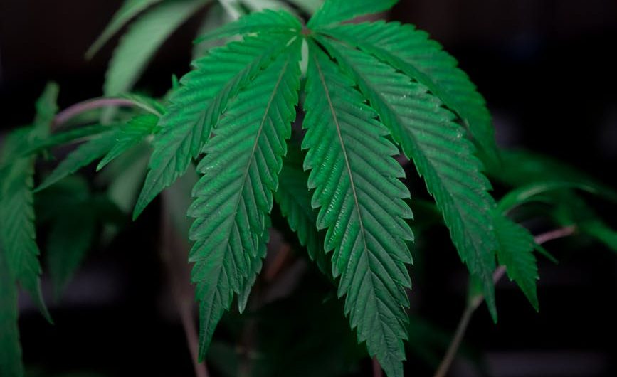 Cannabis Delivery Services in Bochum and North Rhine-Westphalia