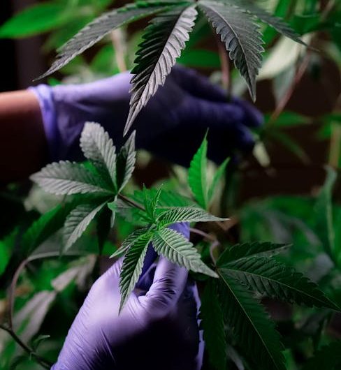 Siracusa A Historic Gem for Cannabis Enthusiasts