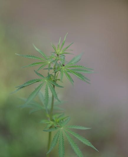 Bilbao Cannabis Shop
